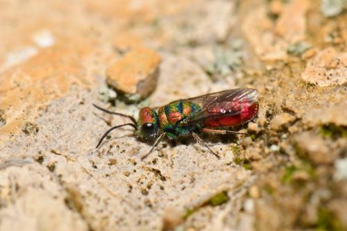 Chrysura hybrida